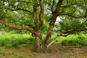 Baum Birke alt Sommer Maasduinen