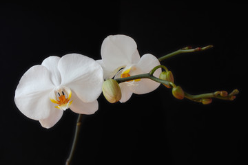 Fototapeta na wymiar White orchid (orchidaceae) flower on the black background