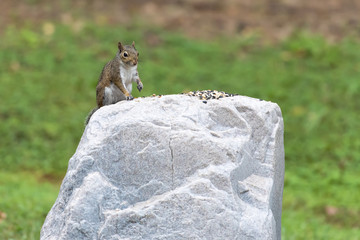 squirrel feeding on top of rock 