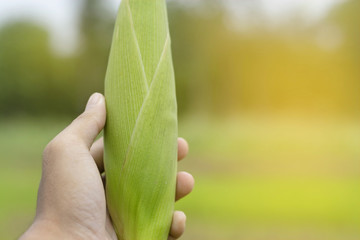 Men hand holding corn with corn garden background.