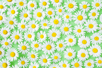 Fresh, white daisies on pastel green background. Meadow concept. Springtime. Bright colors. Mockup for special offers as advertising or other ideas. Flat lay. Top view.