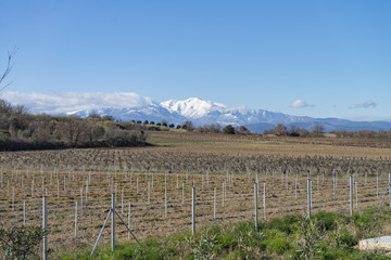 vignes et montagne