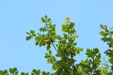 Oak tree branches with lush green leaves against a blue sky