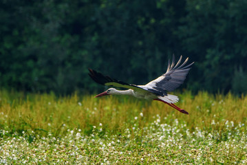 stork photographed in flight