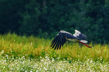 stork photographed in flight