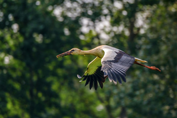 stork photographed in flight