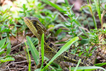Brown basilisk (Basiliscus vittatus) lizard, female, closeup - Topeekeegee Yugnee (TY) Park, Hollywood, Florida, USA