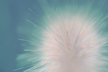 Obraz premium Close up pusteblume for abstract background