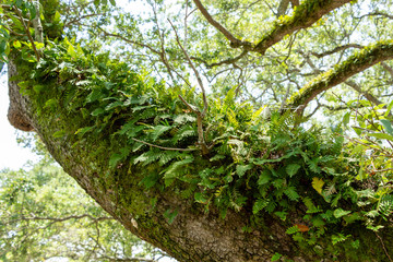 Resurrection fern (Pleopeltis polypodioides) growing on branch of a southern live oak tree (Quercus...