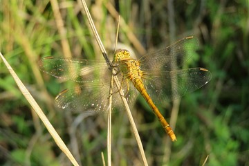 Beautiful golden dragonfly on grass in the meadow, closeup 