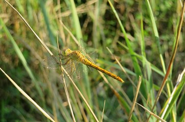 Beautiful golden dragonfly on grass in the meadow, closeup