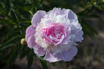 Fototapeta premium Blooming pale pink peony on a green background
