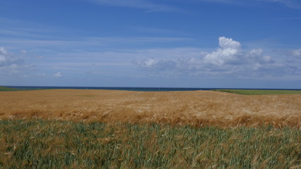 Goldenes Getreidefeld zur Erntezeit. 
Getreide  im Wind,   Gerste, Roggen, Weizen,
