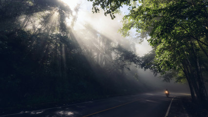 motorbike on forest road with rays and mist