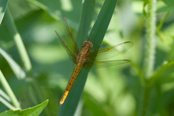libellula sopra una pianta