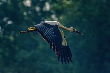 Stork flying against the forest