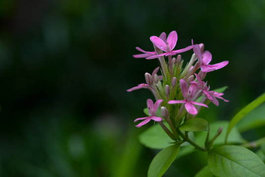 Pink azalea flower and green background. Copy space