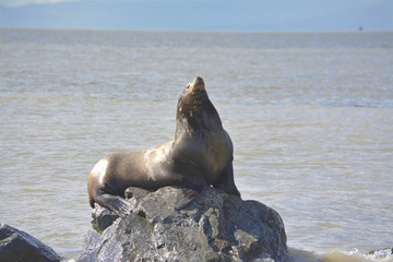 Fototapeta premium a seal is sunnig on the rock in the ocean