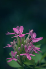 Pink azalea flower and green background. Copy space