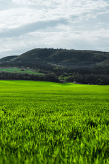 Obraz premium Image of a landscape of a green grass or wheat field and a blue sky with patterns from the clouds. The concept of serenity of ecology and spring