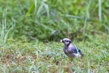 Blue jay eating corn in the grass