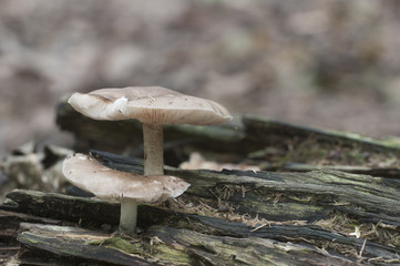 Deer Mushroom (Pluteus cervinus)
