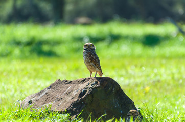 Beautiful owl (Glaucidium minutissimum) on top of a rock.