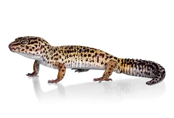Naklejka premium Ocelot Gecko