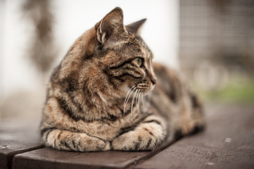 cat8