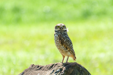 Beautiful owl (Glaucidium minutissimum) on top of a rock.