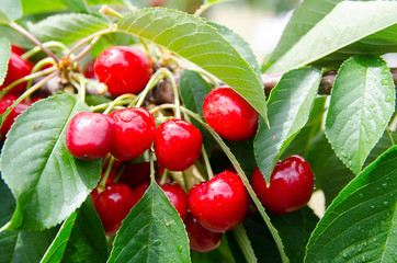 A bunch of Red ripe Cherry on its branch in a farmland.