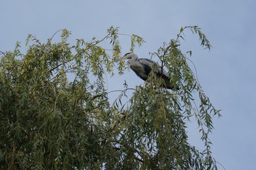 heron