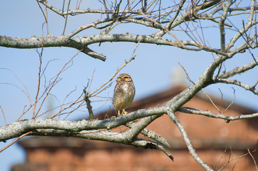 Beautiful owl (Glaucidium minutissimum) on top of a tree.