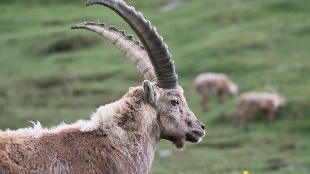 Steinbock in den Alpen, dynamische Szenen, mitgezogene Kamera, mehrere Einstellungen