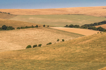 Obraz premium Brown fields in Sussex during a summer drought