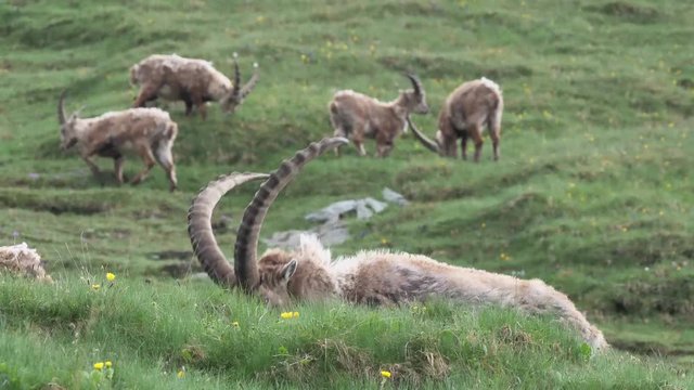 Eine Gruppe Steinb&ouml;cke im Juni in den Alpen: B&ouml;cke, Weibchen, Jungtier, mehrere Einstellungen