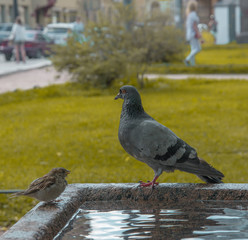 Pigeon bird