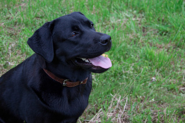 Cute black labrador retriever is sitting on a spring meadow. Pet animals.