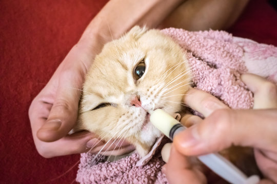 How to give a cat liquid medicine. Ways to give a cat a pill. A man's hand gives a medicine in a syringe  to a Scottish cat wrapped in towel. Liquid medications dropper or syringe for animal