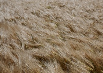 Getreidefeld  im Wind ,  Gerste, Roggen, Weizen. Nahaufnahme, Textur, Hintergrund.
 Goldenes Getreidefeld zur Erntezeit.  


