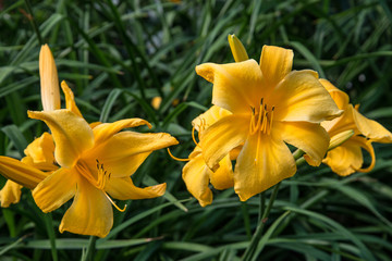 Yellow Flowers