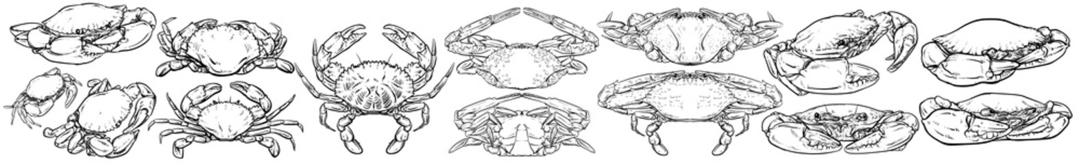 Crab vector set, Hand drawn vector illustration, Collection of realistic sketches various crabs
