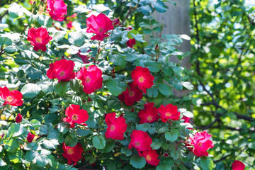 Beautiful red dogrose flowers on bush