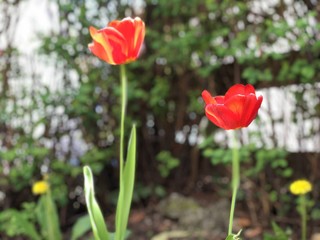 Obraz premium tulip red yellow focus point 