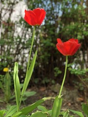 Obraz premium Tulip flower focus point red 
