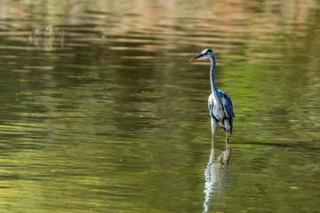 Grey Heron or Ardea cinerea stands in river
