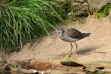 Fototapeta premium Ruff (Calidris pugnax), medium-sized wading bird that breeds in marshes and wet meadows