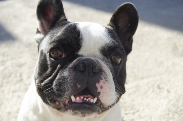 French bulldog smiling