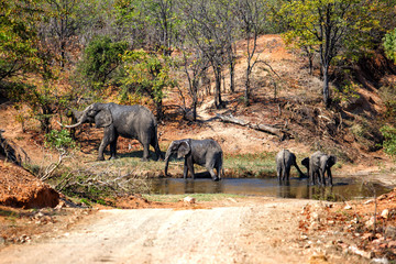 Fototapeta premium Elephant family in the water eating and driking in Kruger National Park in South Africa