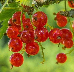 Ripe red currants close-up as background.